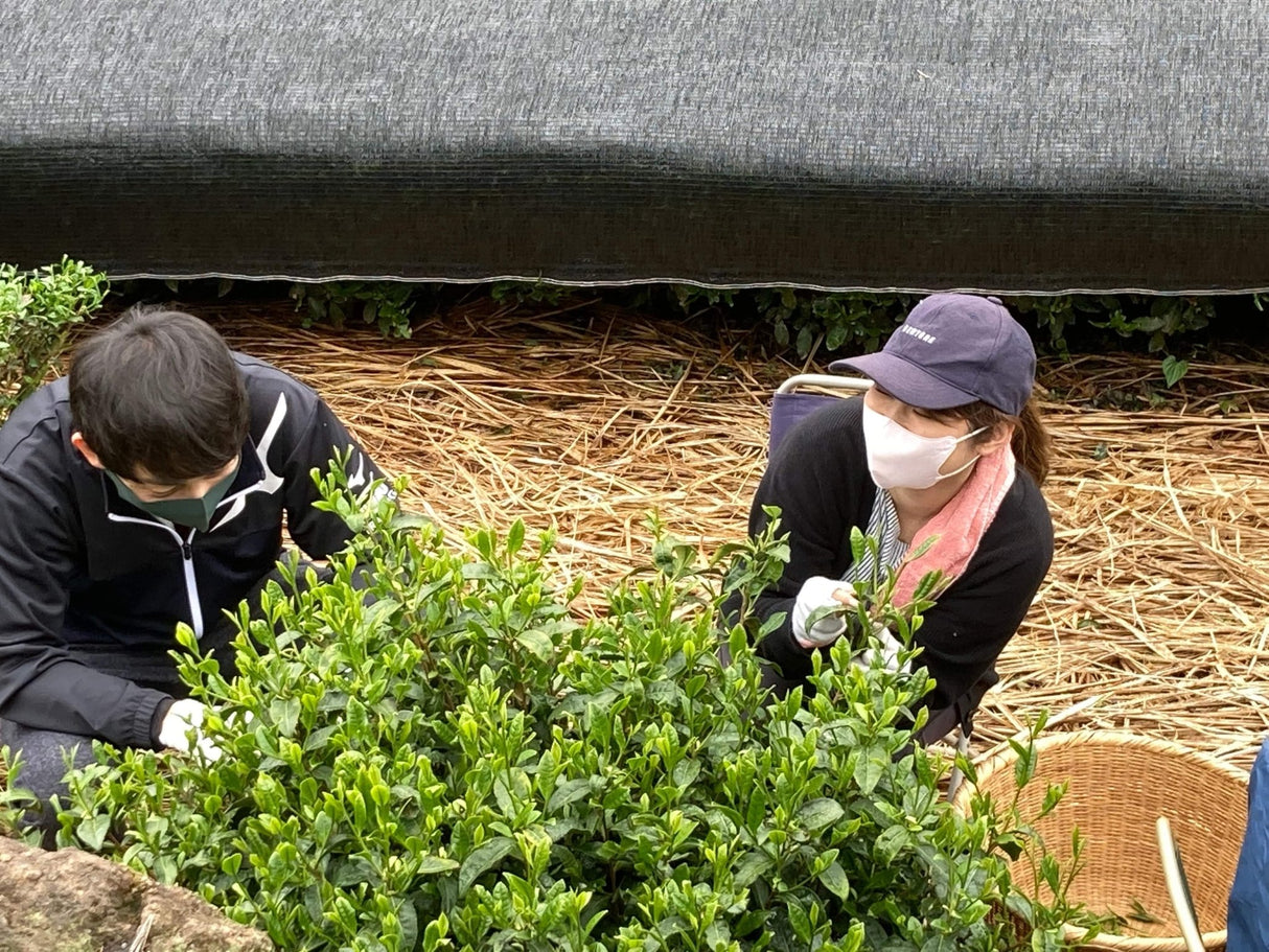 Kanes Tea: 2022 Handpicked First Flush Black Tea Wakocha, Shoushun Single Cultivar - natsumiya.live