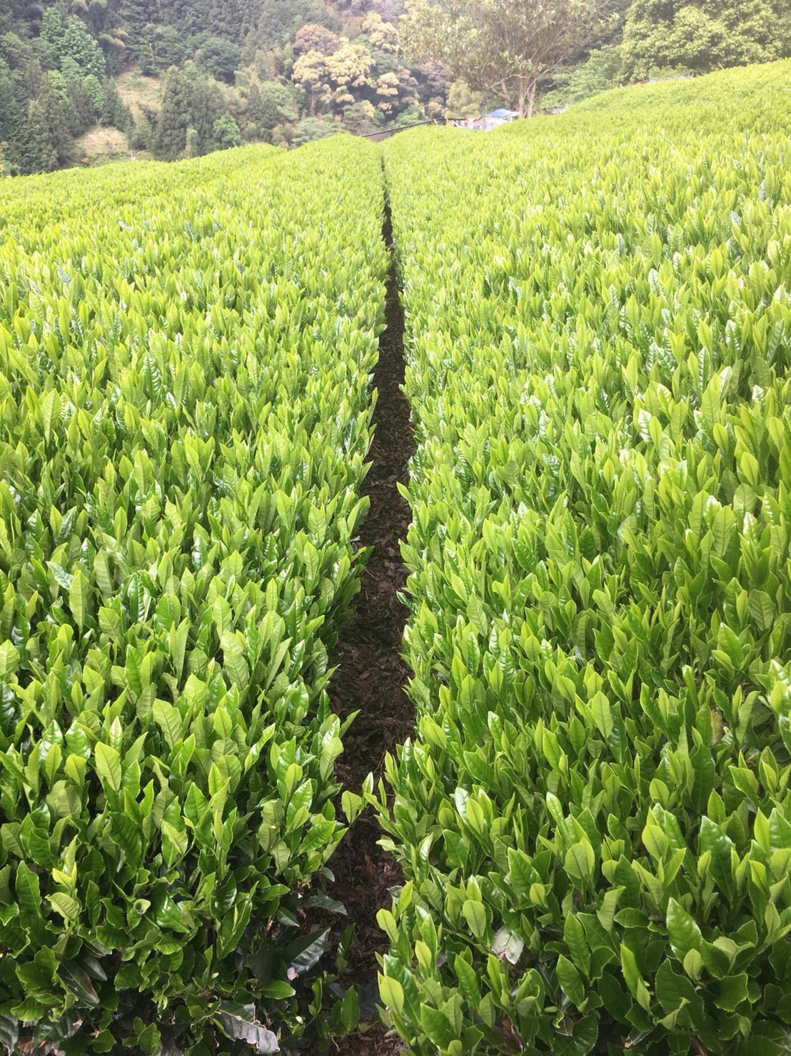 Kiyosawa Tea Gardens: Shizuoka Spring Asamushi Sencha by Farmer Sugiyama Yachiyo - natsumiya.live