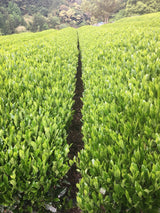 Kiyosawa Tea Gardens: Shizuoka Spring Asamushi Sencha by Farmer Sugiyama Yachiyo - natsumiya.live