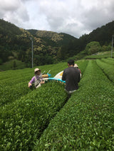 Kiyosawa Tea Gardens: Shizuoka Spring Asamushi Sencha by Farmer Sugiyama Yachiyo - natsumiya.live