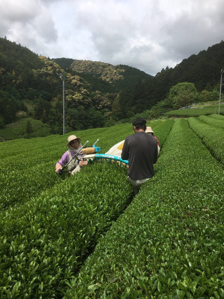 Kiyosawa Tea Gardens: Shizuoka Spring Asamushi Sencha by Farmer Sugiyama Yachiyo - natsumiya.live