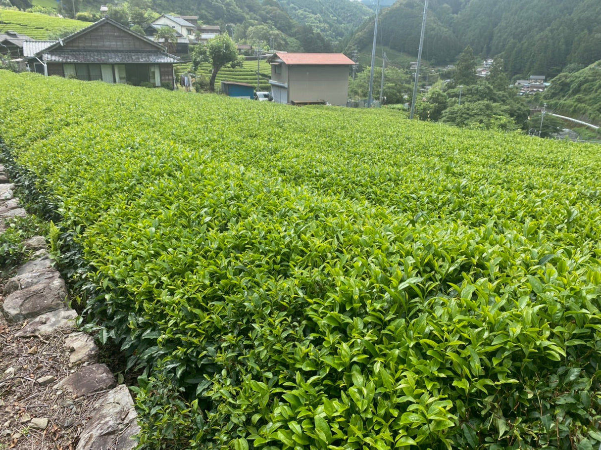 Kiyosawa Tea Gardens: Shizuoka Spring Asamushi Sencha by Farmer Sugiyama Yachiyo - natsumiya.live
