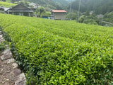 Kiyosawa Tea Gardens: Shizuoka Spring Asamushi Sencha by Farmer Sugiyama Yachiyo - natsumiya.live
