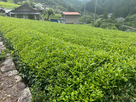 Kiyosawa Tea Gardens: Shizuoka Spring Asamushi Sencha by Farmer Sugiyama Yachiyo - natsumiya.live