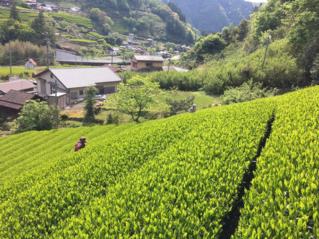 Kiyosawa Tea Gardens: Shizuoka Spring Asamushi Sencha by Farmer Sugiyama Yachiyo - natsumiya.live