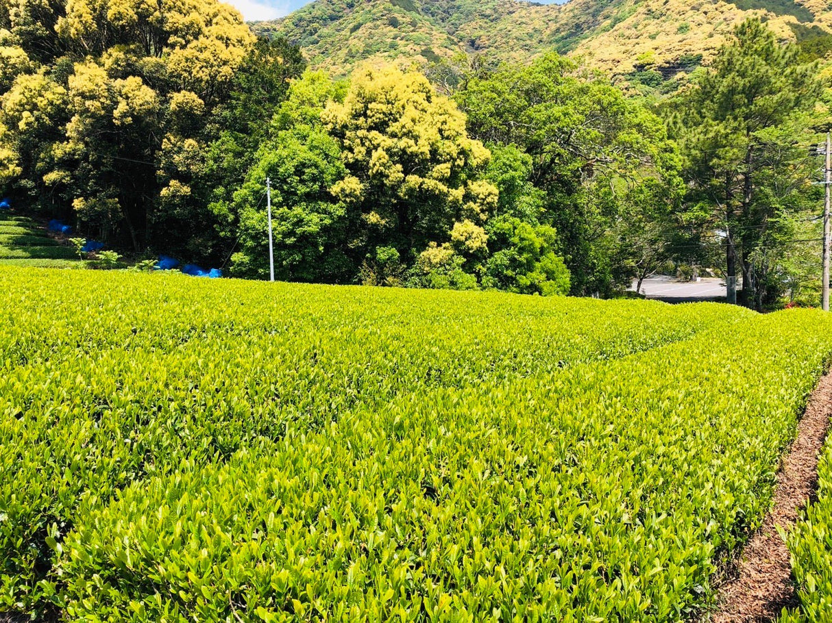 Kiyosawa Tea Gardens: Shizuoka Spring Asamushi Sencha by Konagai Chizuko - natsumiya.live