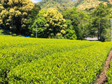 Kiyosawa Tea Gardens: Shizuoka Spring Asamushi Sencha by Konagai Chizuko - natsumiya.live