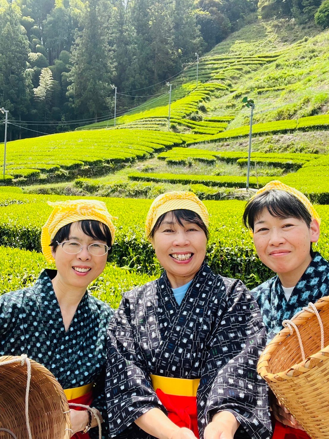Kiyosawa Tea Gardens: Shizuoka Spring Asamushi Sencha by Konagai Chizuko - natsumiya.live