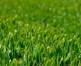 Kiyosawa Tea Gardens: Shizuoka Spring Asamushi Sencha by Konagai Chizuko - natsumiya.live