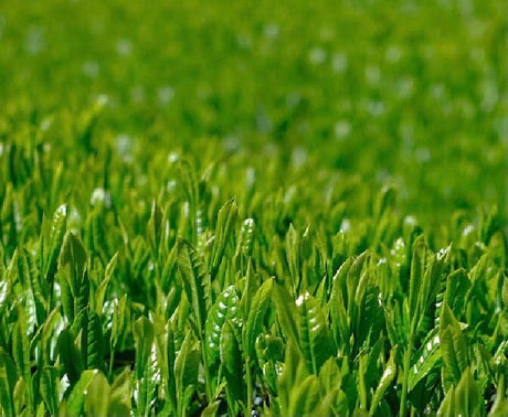 Kiyosawa Tea Gardens: Shizuoka Spring Asamushi Sencha by Konagai Chizuko - natsumiya.live