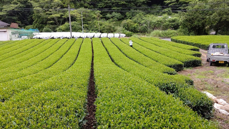 Kiyosawa Tea Gardens: Shizuoka Spring Kukihojicha Roasted Green Tea Leaf Stems by Farmer Kajiyama Yukako - natsumiya.live