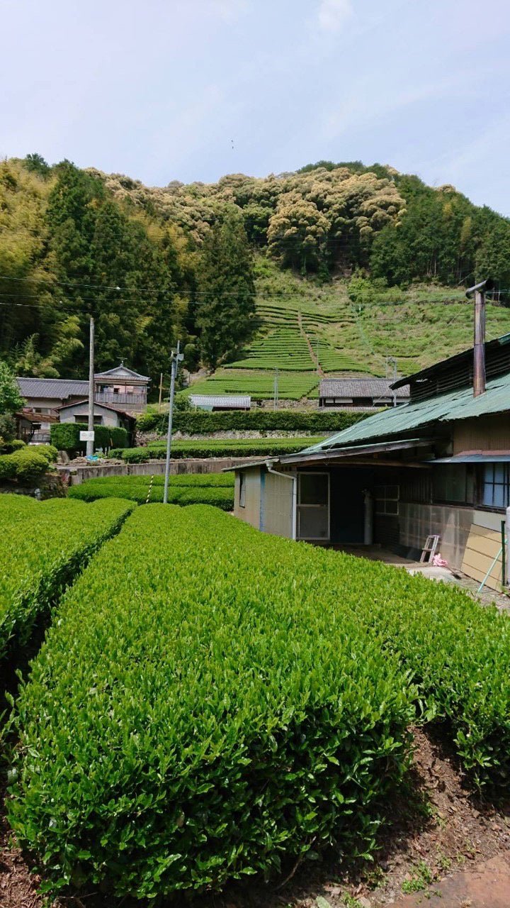 Kiyosawa Tea Gardens: Shizuoka Spring Kukihojicha Roasted Green Tea Leaf Stems by Farmer Kajiyama Yukako - natsumiya.live