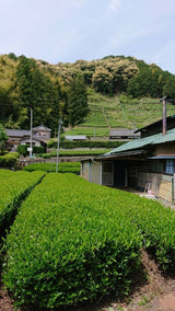 Kiyosawa Tea Gardens: Shizuoka Spring Kukihojicha Roasted Green Tea Leaf Stems by Farmer Kajiyama Yukako - natsumiya.live