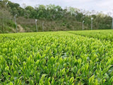 Kuma Tea Garden: 2022 Saemidori Imperial Mountain-Grown Yame Sencha 奥八女上陽茶さえみどり - natsumiya.live