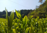 Kuma Tea Garden: 2022 Yamecha Mountain-Grown Fukamushicha Yabukita & Okuyutaka Blend - natsumiya.live