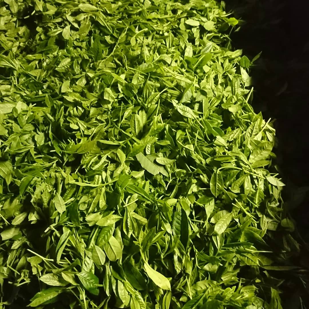 Kuma Tea Garden: Yamecha Mountain-Grown First Flush Benihikari Black Tea - natsumiya.live