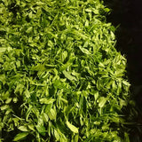 Kuma Tea Garden: Yamecha Mountain-Grown First Flush Benihikari Black Tea - natsumiya.live