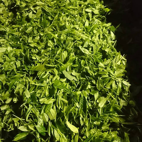 Kuma Tea Garden: Yamecha Mountain-Grown First Flush Benihikari Black Tea - natsumiya.live