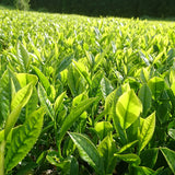 Kuma Tea Garden: Yamecha Mountain-Grown First Flush Benihikari Black Tea - natsumiya.live