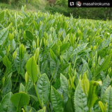 Kuma Tea Garden: Yamecha Mountain-Grown First Flush Spring Benifuuki Black Tea. - natsumiya.live