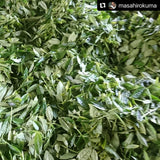 Kuma Tea Garden: Yamecha Mountain-Grown First Flush Spring Benifuuki Black Tea. - natsumiya.live