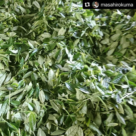 Kuma Tea Garden: Yamecha Mountain-Grown First Flush Spring Benifuuki Black Tea. - natsumiya.live