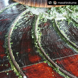 Kuma Tea Garden: Yamecha Mountain-Grown First Flush Spring Benifuuki Black Tea. - natsumiya.live