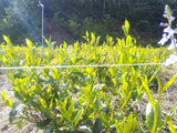 Kuma Tea Gardens: Mountain-Grown Yame Sencha, Single Cultivar Kirari 31 - natsumiya.live