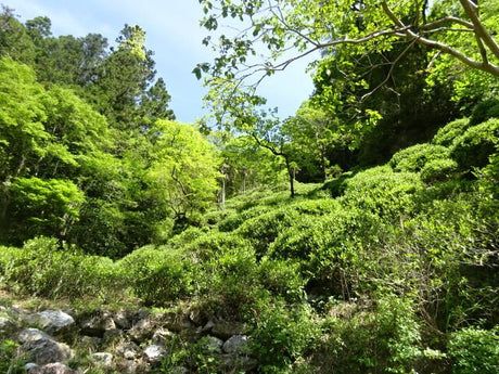 Kunitomo: Riguricha Ryu - The Mountain Dragon - Handpicked, Wild Kamairicha りぐり茶 龍 - natsumiya.live