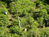 Kunitomo: Riguricha Ryu - The Mountain Dragon - Handpicked, Wild Kamairicha りぐり茶 龍 - natsumiya.live