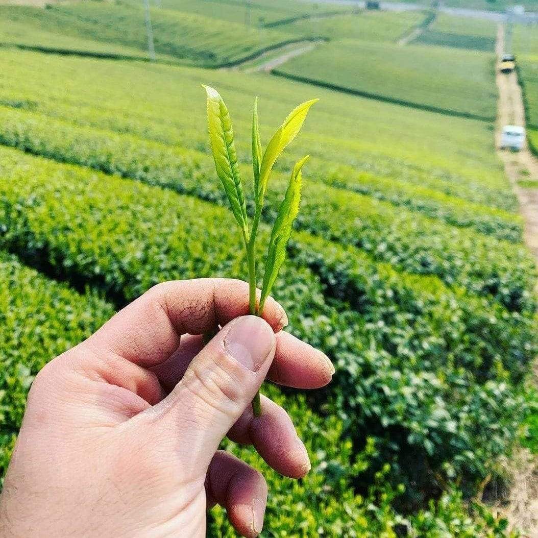 Kurihara Tea #24: 2022 Single Cultivar Yame Sencha - Saemidori 単一品種八女煎茶さえみどり - natsumiya.live