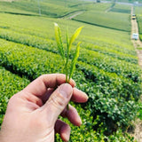 Kurihara Tea #24: 2022 Single Cultivar Yame Sencha - Saemidori 単一品種八女煎茶さえみどり - natsumiya.live