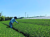 Kurihara Tea #25: 2022 Single Cultivar Yame Sencha - Kirari 31 単一品種八女煎茶きらり31 - natsumiya.live