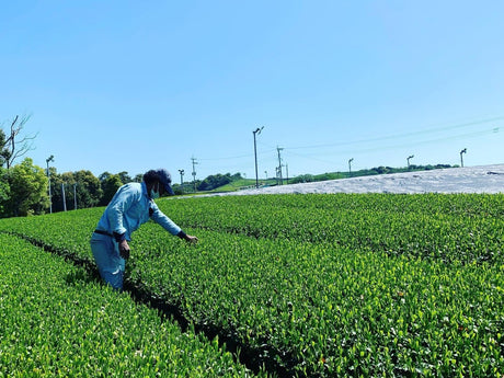 Kurihara Tea #25: 2022 Single Cultivar Yame Sencha - Kirari 31 単一品種八女煎茶きらり31 - natsumiya.live