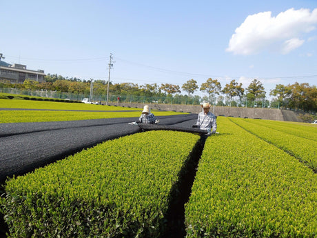 Marushige Shimizu Tea Farm: Kabusecha Shaded Green Tea, Tsuyuhikari つゆひかり - natsumiya.live