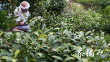 Michiko's Handpicked, Sun-Dried Awa Bancha from Kamikatsu Village, Tokushima - natsumiya.live