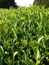 Mitocha NR005: Aged, Sun-dried Kamairicha Bancha 天日干し釜炒りばん茶 - natsumiya.live