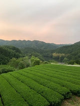 Mitocha NR005: Aged, Sun-dried Kamairicha Bancha 天日干し釜炒りばん茶 - natsumiya.live