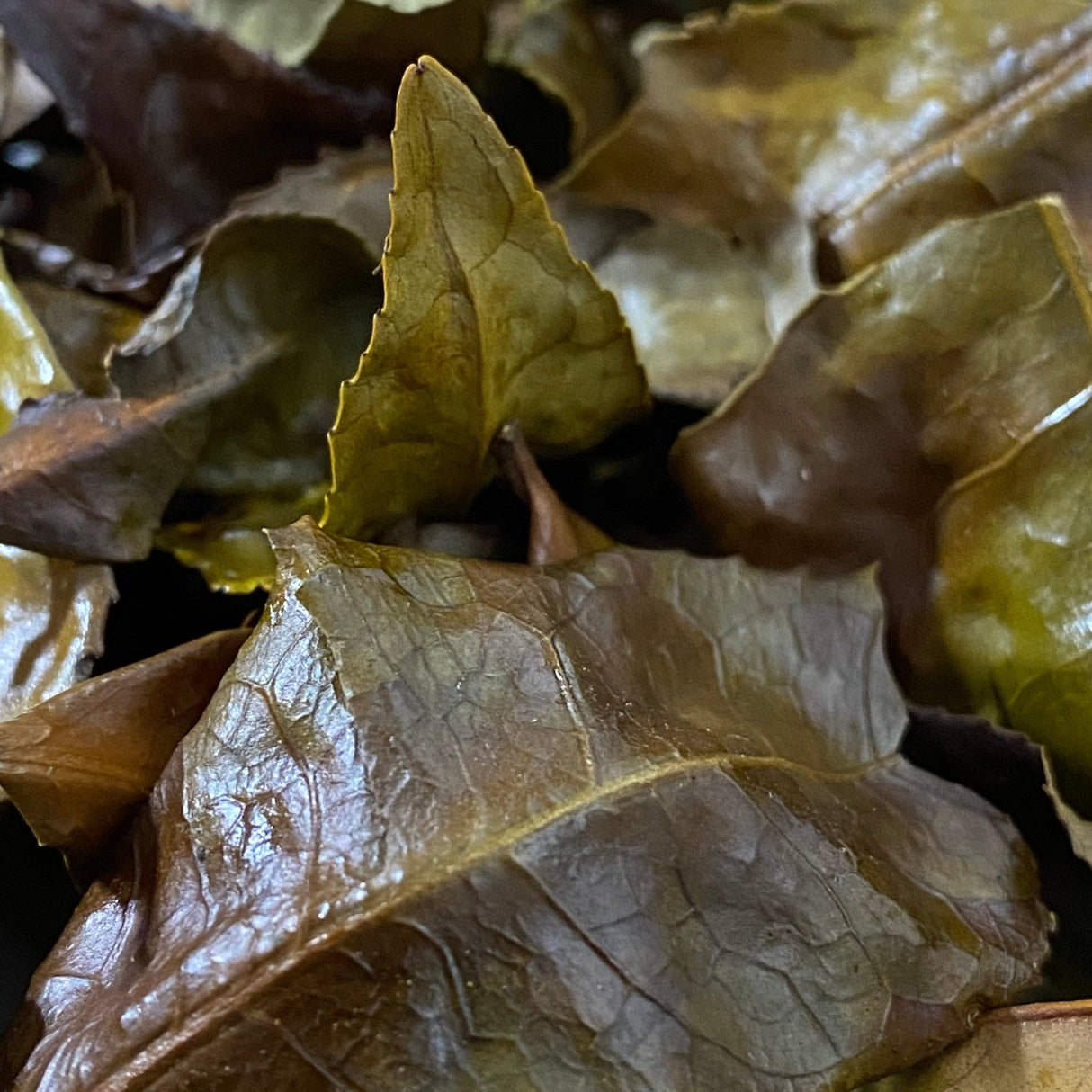 Mitocha NR006: Makibi Kancha Firewood Winter Green Tea (Aged) 薪火寒茶 - natsumiya.live