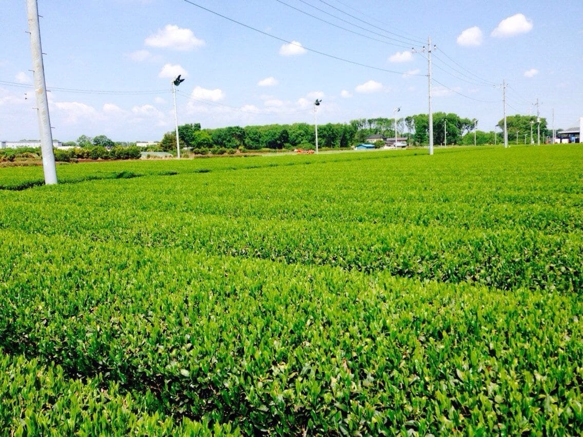 Morita Tea Garden #04: 2022 Sayama Karigane (Premium Stem Tea) 雁が音 - natsumiya.live