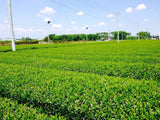 Morita Tea Garden #04: 2022 Sayama Karigane (Premium Stem Tea) 雁が音 - natsumiya.live