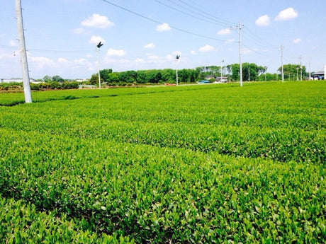 Morita Tea Garden #04: 2022 Sayama Karigane (Premium Stem Tea) 雁が音 - natsumiya.live