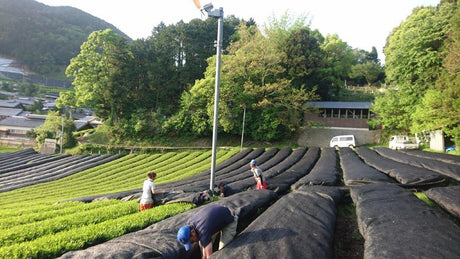 Nakai Tea Farm: 2022 Yabukita Fukamushicha from Wazuka, Kyoto. Grown Without Pesticides - natsumiya.live