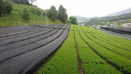 Nakai Tea Farm: 2022 Yabukita Fukamushicha from Wazuka, Kyoto. Grown Without Pesticides - natsumiya.live