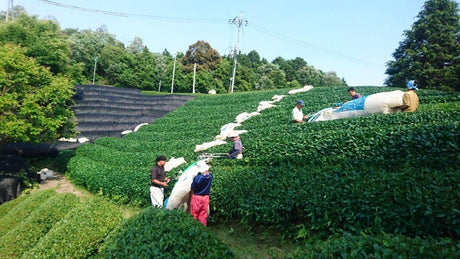 Nakai Tea Farm: Premium Yabukita Sencha from Wazuka Kyoto. Grown Without Pesticides - natsumiya.live