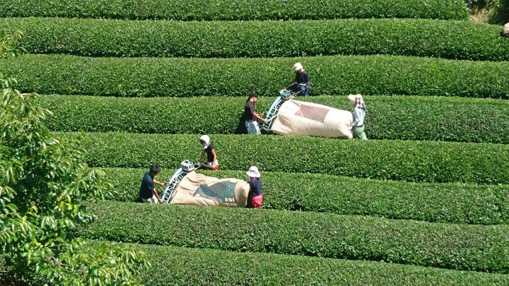 Nakai Tea Farm: Premium Yabukita Sencha from Wazuka Kyoto. Grown Without Pesticides - natsumiya.live