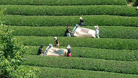 Nakai Tea Farm: Premium Yabukita Sencha from Wazuka Kyoto. Grown Without Pesticides - natsumiya.live