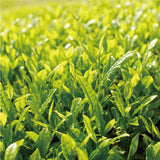 NaturaliTea #09: Superior Hojicha Roasted Green Tea (Spring Harvest) 上ほうじ茶 - natsumiya.live