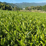 NaturaliTea #10: 2022 Kukicha Midori, Stem Tea - natsumiya.live