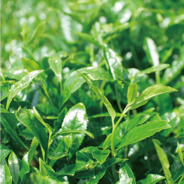 NaturaliTea #18: 2022 Organic Premium Kabuse Sencha 有機一番摘み煎茶: 冠(かぶせ)茶 - natsumiya.live